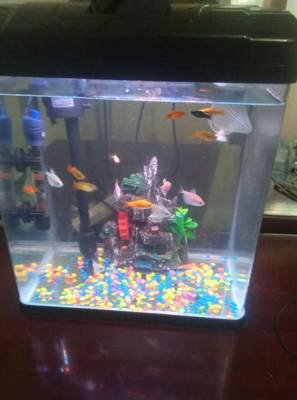 太原寵物市場(chǎng)觀察 99成新魚(yú)缸標(biāo)價(jià)230元，折射二手寵物用品新趨勢(shì)