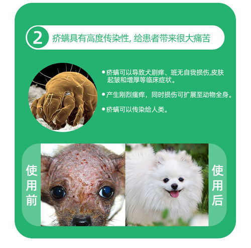 守護(hù)愛(ài)寵健康 科學(xué)選擇與使用寵物一體式驅(qū)蟲(chóng)藥